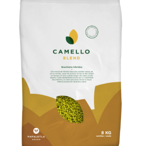 PASTO CAMELLO BLEND