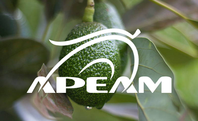 Expo APEAM: Innovación y oportunidades para la industria del aguacate en Uruapan, Michoacán