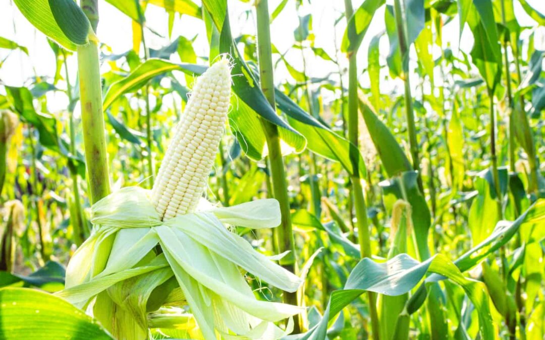 Este año, México producirá solo el 52% del maíz que necesita; el resto lo importará